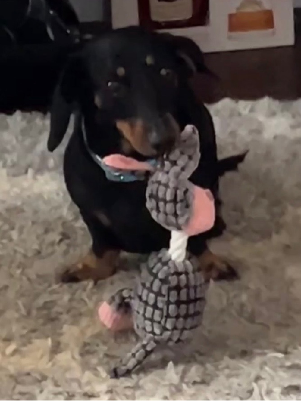 CHECK OUT ALL MY PET APPROVED TOYS, FEEDERS, TRAINING BUNDLES AND MORE 🐶🐱 - Picture 5 of 13